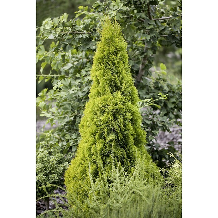Lebensbaum (Thuja occidentalis Golden Smaragd, Topfgewachsen)