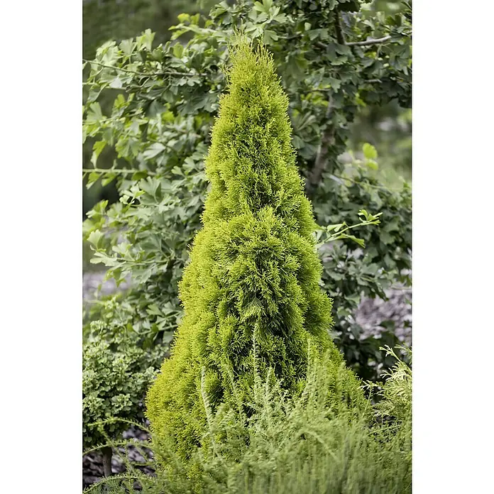 Piardino Lebensbaum - Thuja occidentalis 'Golden Smaragd', Topfgröße: 19 cm - Die strahlend grüne Säulenzypresse 'Goldcrest' präsentiert sich als elegantes Highlight im Garten. Ihre goldgelbe Spitze sorgt für leuchtende Akzente.