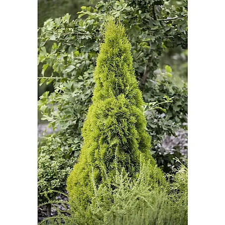 bio zimmerpflanzen kaufen Kaufen Tropenpflanzen BIO Langzeitdünger Pflanzendünger? ✓ Schneller  Versand! – Sybotanica main image 1
