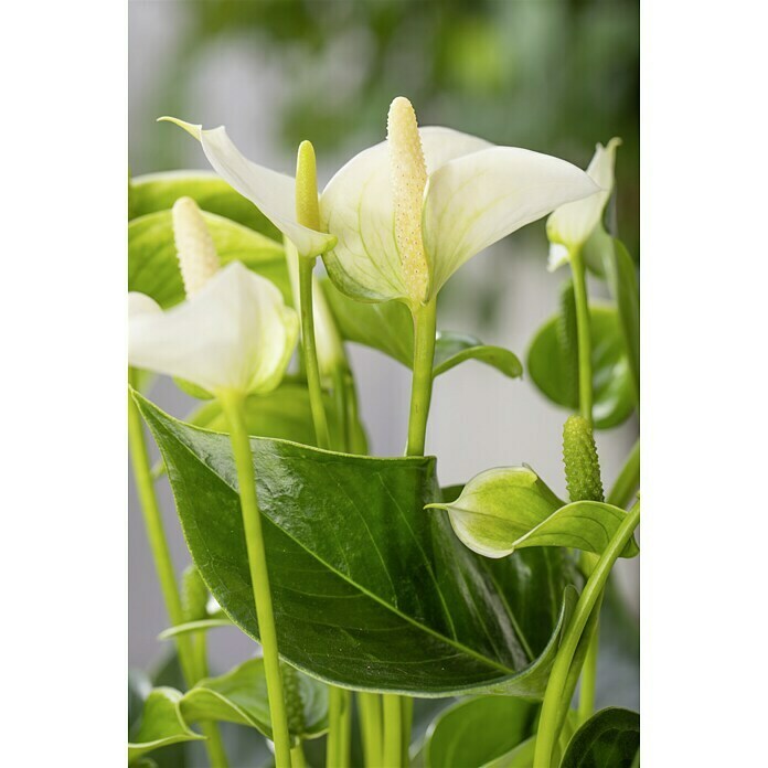 Piardino Flamingoblume Mini (Anthurium x Andreanum, Topfgröße: 7 cm, Rot)