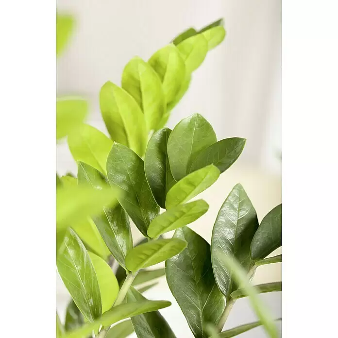 Piardino Glcksfeder - Zamioculcas zamiifolia, Topfgre: 14 cm online  kaufen bei BAUHAUS