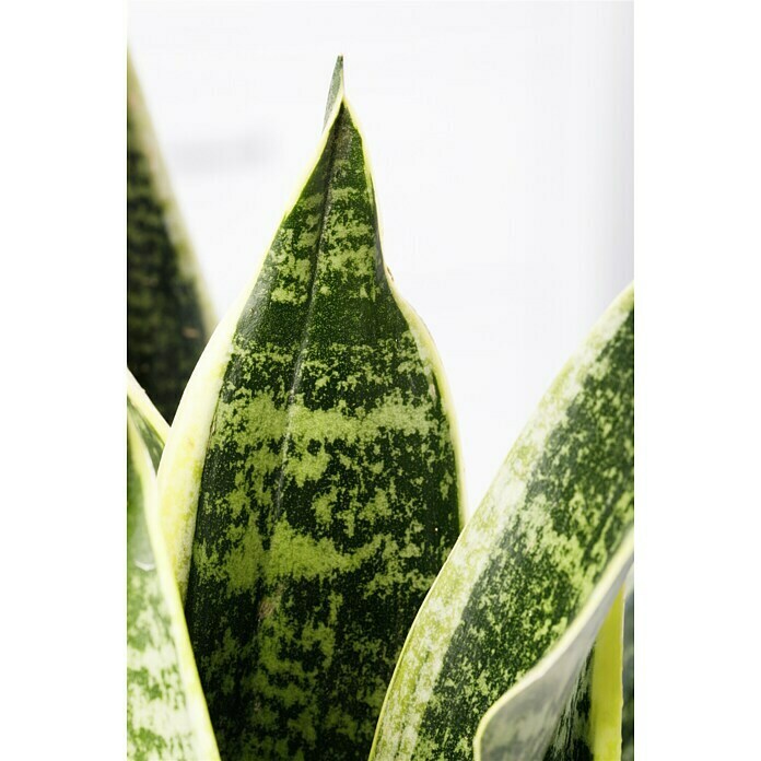 Bogenhanf (Topfgröße: 19 cm, Blattfarbe: Gelb/Grün)