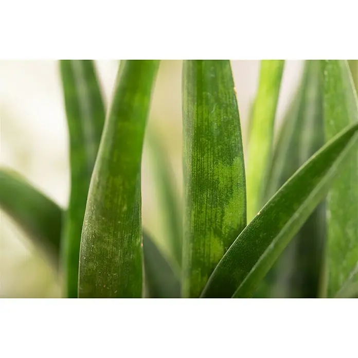 Piardino Sansevieria - Sanseviera kirkii, Tamaño de maceta: 12 cm, Verde oscuro - Primer plano de hojas verdes de Sansevieria cylindrica. Planta de interior decorativa con follaje cilíndrico y esbelto.