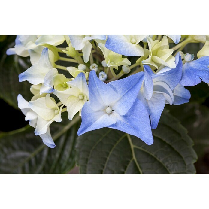 Hortensie (Topfgröße: 19 cm, Blütenfarbe: Blau)