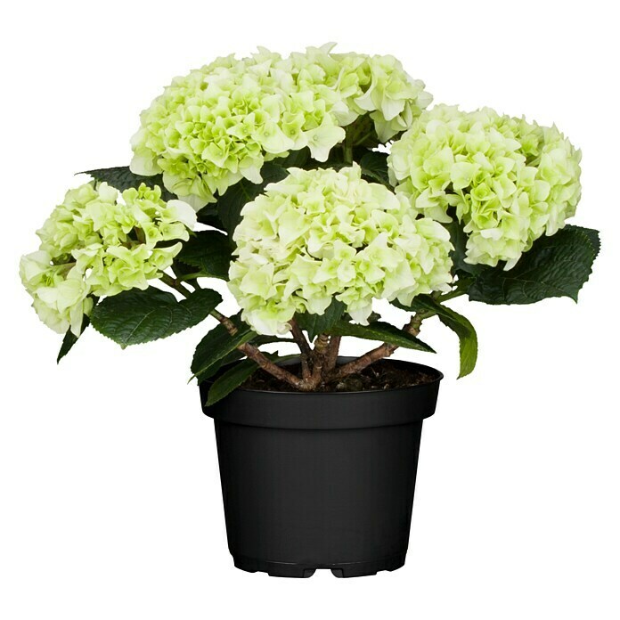 Piardino HortensieHydrangea macrophylla, Topfgröße: 19 cm, Weiß Front View