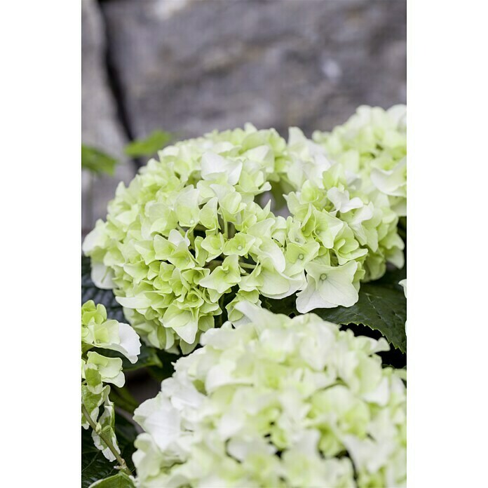 Piardino HortensieHydrangea macrophylla, Topfgröße: 19 cm, Weiß Detail Shot