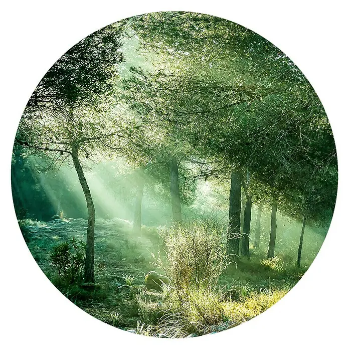 ProArt BildForest Harmony VI, Durchmesser: 100 cm