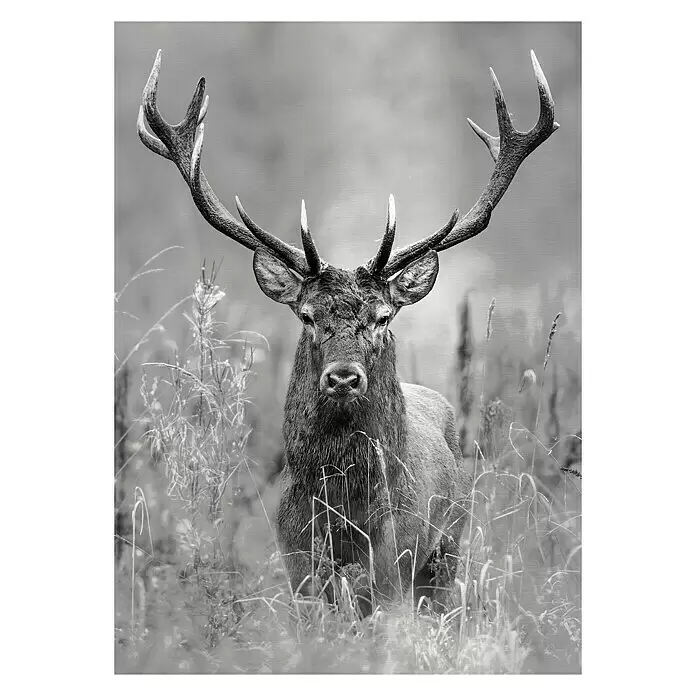 ProArt Bild Alu-Art - Deer Head, B x H: 70 x 100 cm - Vorderansicht