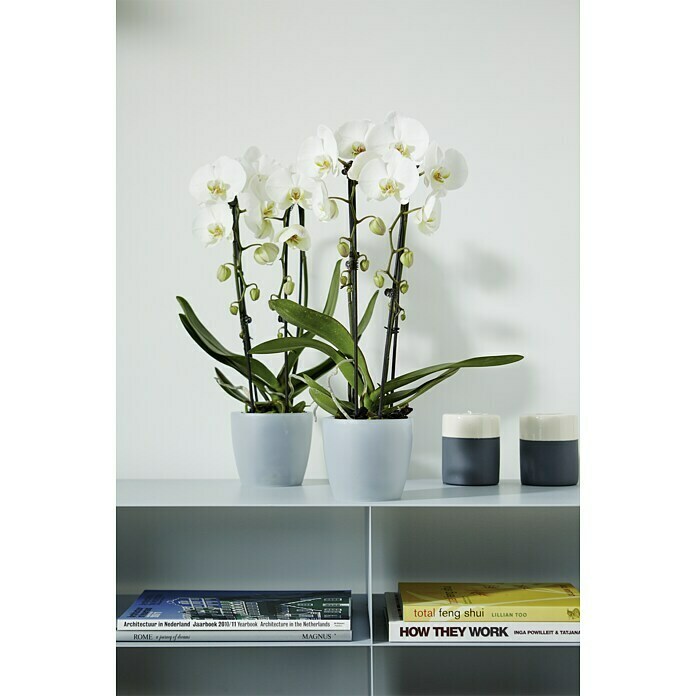 Elho Brussels Tegla za orhideju (Ø x V: 12,7 x 15,2 cm, Prozirno)