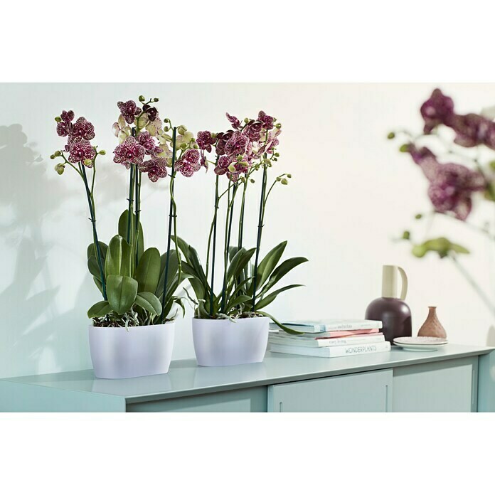 Elho Brussels Orchideeënpot (l x b x h: 25 x 13 x 12,6 cm, Transparant, Mat)