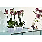Elho Brussels Orchideentopf (L x B x H: 25 x 13 x 12,6 cm, Transparent, Matt)