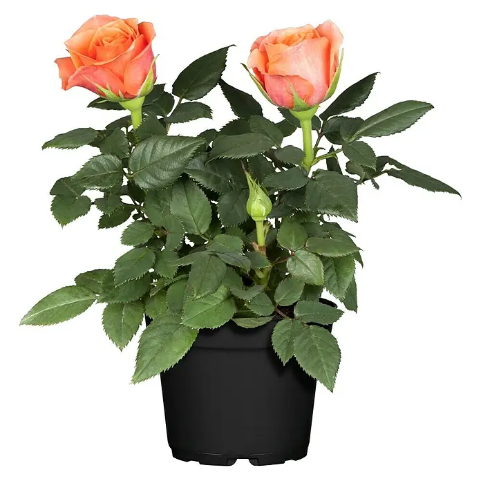 Piardino Mini Rosa - Rosa Mini, Tamaño de maceta: 6 cm - La imagen muestra una rosa en maceta con flores de color albaricoque y hojas verdes en una maceta negra sobre un fondo blanco.
