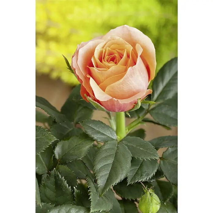 Piardino Mini Rosa - Rosa Mini, Tamaño de maceta: 6 cm - Primer plano de una rosa color salmón con hojas verdes y fondo amarillo, resaltando la belleza de la rosa.