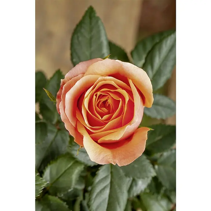 Piardino Mini Rosa - Rosa Mini, Tamaño de maceta: 6 cm - Primer plano de una sola rosa de té en vibrantes tonos de naranja y amarillo, rodeada de hojas verdes sobre un fondo neutro.