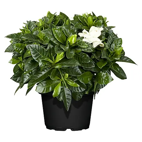 Piardino Gardenia