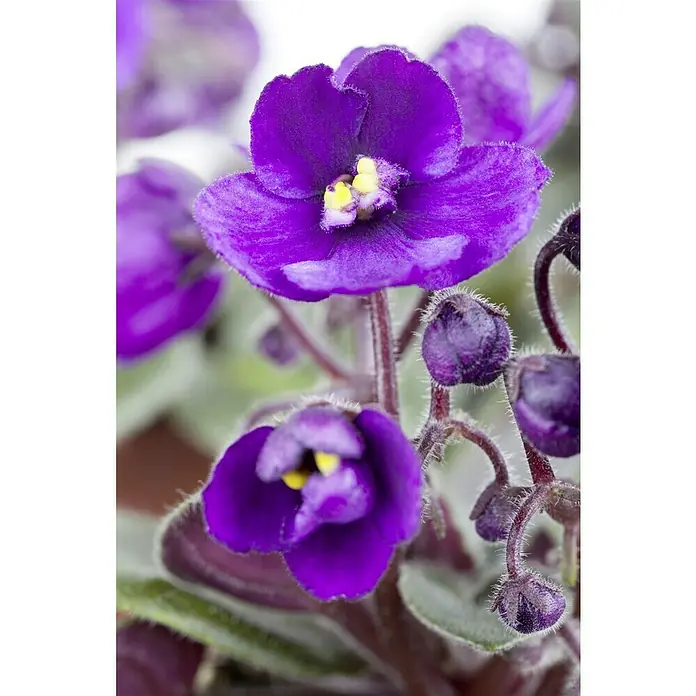 Piardino Violeta africana - Saintpaulia ionantha, Tamaño de maceta: 12 cm, Color de flor: Dependiendo de la variedad - Un primer plano de flores de violeta africana que muestran su vibrante color púrpura y pétalos delicados, con un centro amarillo que ofrece un contraste sorprendente.
