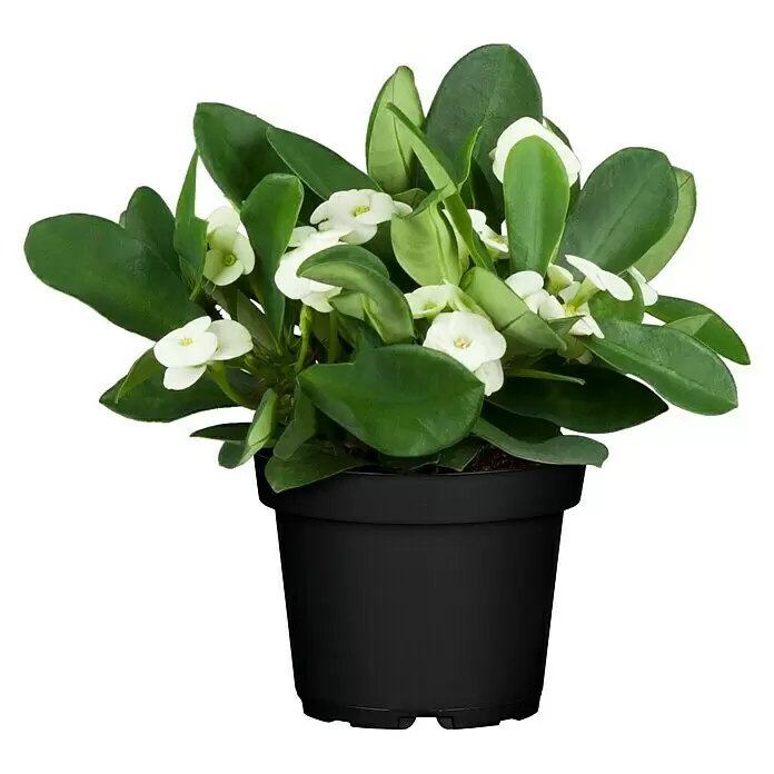 Piardino Christusdorn - Euphorbia milii, Topfgre: 6 cm online kaufen bei  BAUHAUS