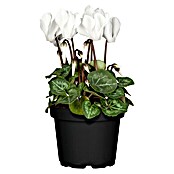 Piardino Zimmer-Alpenveilchen (Cyclamen persicum, Topfgröße: 6 cm) | BAUHAUS