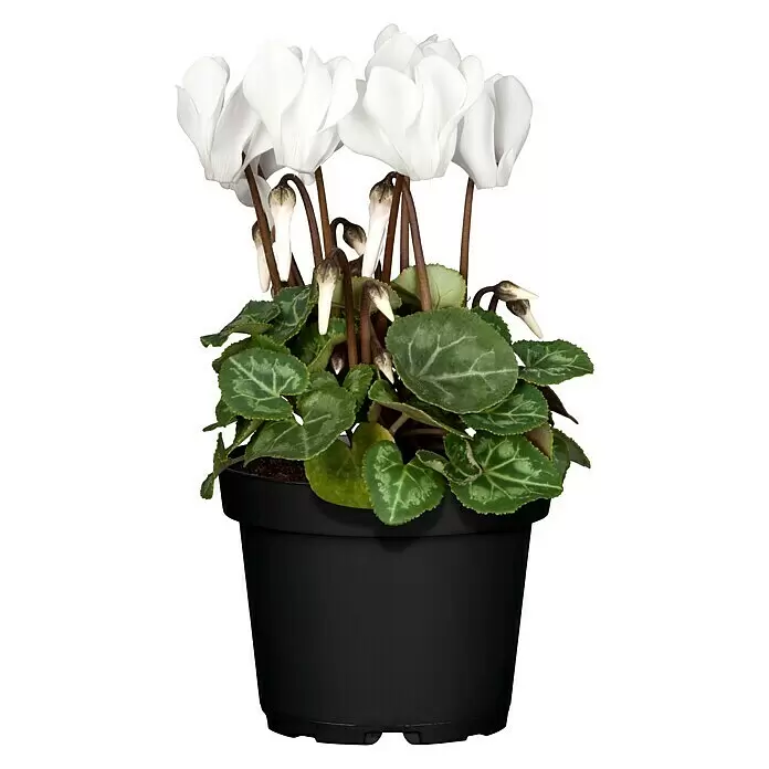 Piardino Zimmer-Alpenveilchen - Cyclamen persicum, Topfgröße: 6 cm - Vorderansicht