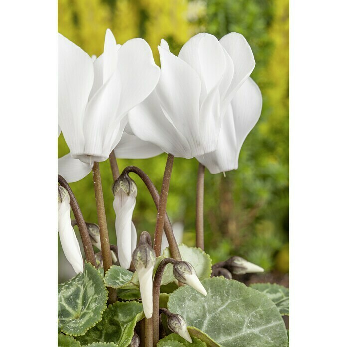 Piardino Zimmer-Alpenveilchen (Cyclamen persicum, Topfgröße: 6 cm) | BAUHAUS