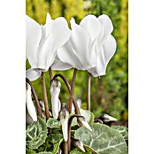 Piardino Zimmer-Alpenveilchen (Cyclamen persicum, Topfgröße: 6 cm) | BAUHAUS