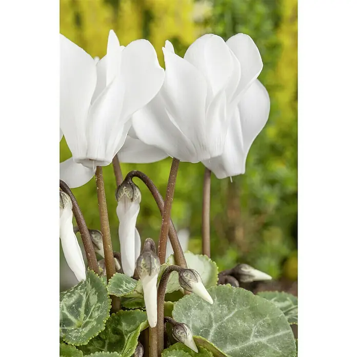 Piardino Zimmer-Alpenveilchen - Cyclamen persicum, Topfgröße: 6 cm - Elegante weiße Alpenveilchenblüten mit einzigartigen herzförmigen Blättern. Die filigranen Blütenblätter und das zarte Grün machen diese Pflanze zu etwas Besonderem.