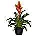 Piardino Bromelia 