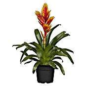 Piardino Bromelia (Vrisea, Tamaño de maceta: 13 cm, En función de la variedad) | BAUHAUS