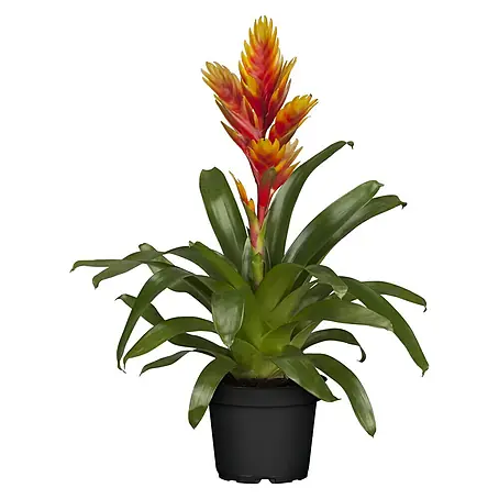 Piardino Bromelia