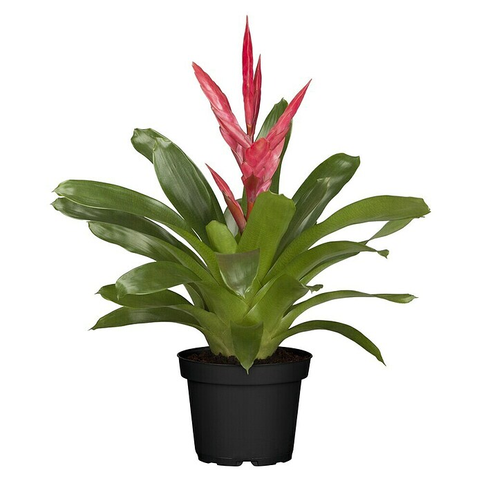 Piardino Bromelia (Vrisea, Tamaño de maceta: 13 cm, En función de la variedad) | BAUHAUS