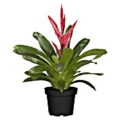 Piardino Bromelia (Vrisea, Tamaño de maceta: 13 cm, En función de la variedad) | BAUHAUS