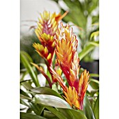 Piardino Bromelia (Vrisea, Tamaño de maceta: 13 cm, En función de la variedad) | BAUHAUS
