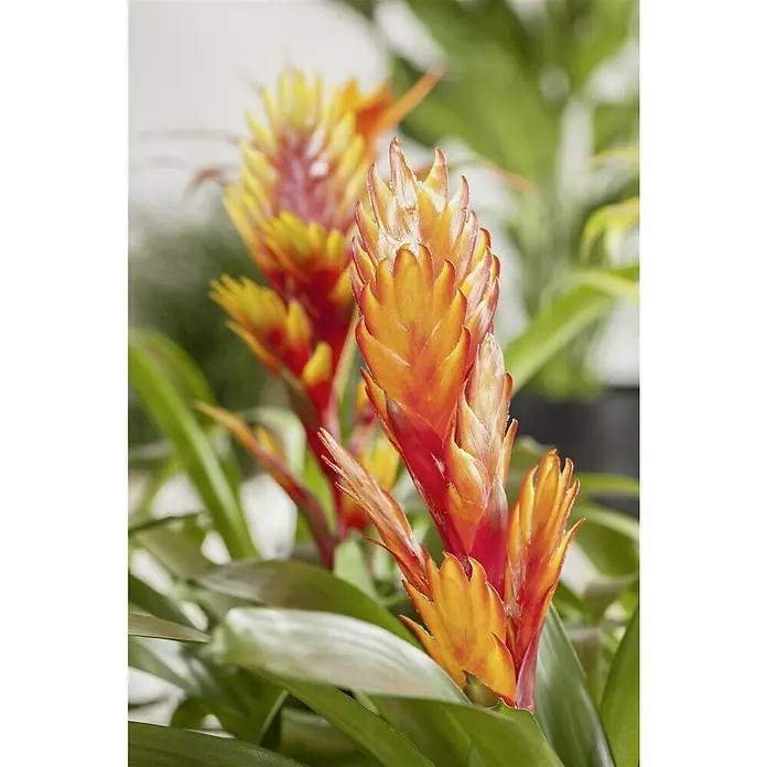 Piardino Bromelia - Vrisea, Tamaño de maceta: 13 cm, En función de la variedad - Primer plano de una vibrante planta Vriesea con llamativas espigas de flores rojas y amarillas entre el follaje verde.