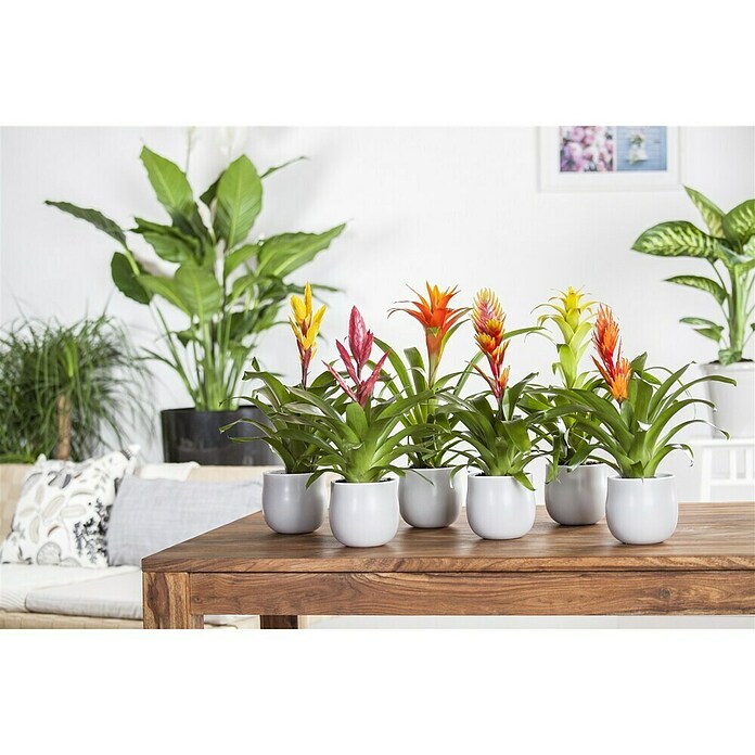 Piardino Bromelia (Vrisea, Tamaño de maceta: 13 cm, En función de la variedad) | BAUHAUS