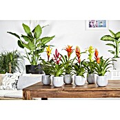 Piardino Bromelia (Vrisea, Tamaño de maceta: 13 cm, En función de la variedad) | BAUHAUS
