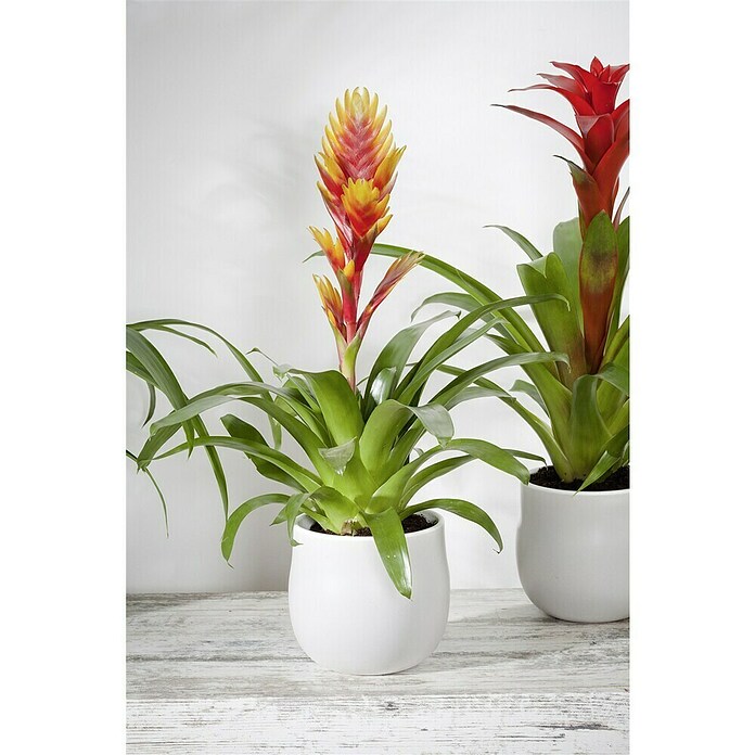 Piardino Bromelia (Vrisea, Tamaño de maceta: 13 cm, En función de la variedad) | BAUHAUS