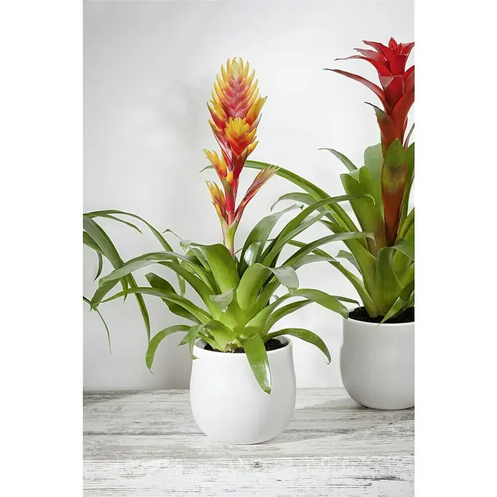 Piardino Bromelia - Vrisea, Tamaño de maceta: 13 cm, En función de la variedad - Dos plantas de bromelia en macetas blancas, una con flores amarillo-rojas y la otra con flores rojas, sobre una mesa de madera blanca.
