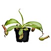 Piardino Kannenpflanze (Topfgröße: 9 cm)
