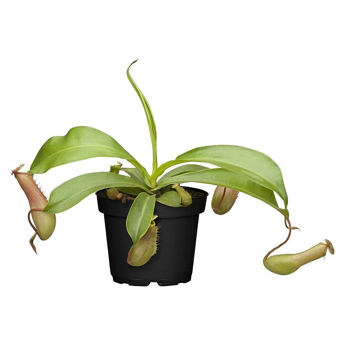Piardino Kannenpflanze (Topfgröße: 9 cm)