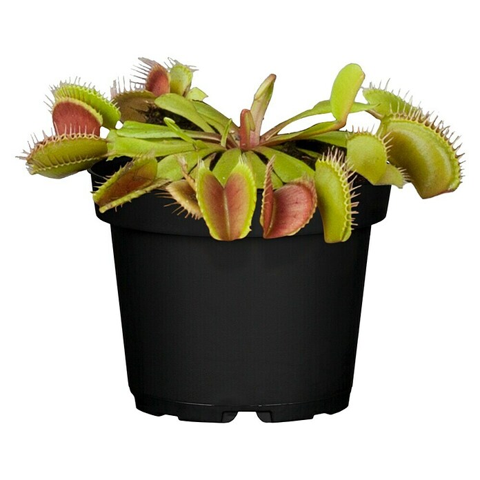 Piardino Venusfliegenfalle (Dionaea muscipula, Topfgröße: 9 cm)