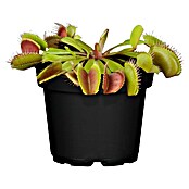 Piardino Venusfliegenfalle (Dionaea muscipula, Topfgröße: 9 cm)