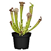 Piardino Schlauchpflanze (Topfgröße: 9 cm)