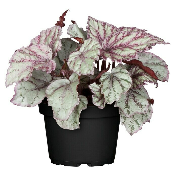 Blattbegonie (Begonia Rex, Topfgröße: 13 cm, Mehrfarbig gemustert)