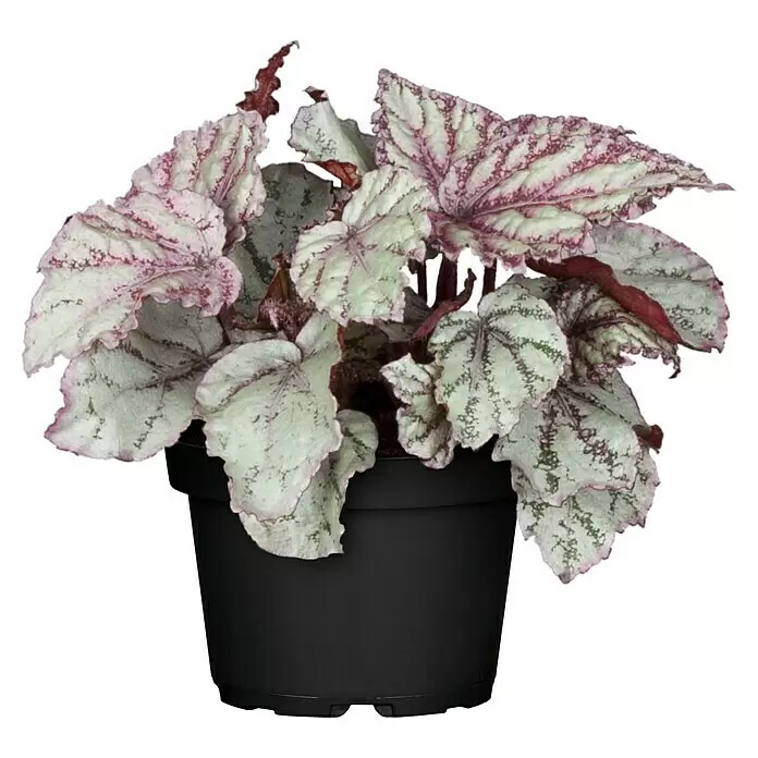 Piardino Blattbegonie - Begonia Rex, Topfgröße: 13 cm, Grün/Mehrfarbig gemustert - Vorderansicht