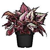 Blattbegonie (Begonia Rex, Topfgröße: 13 cm, Mehrfarbig gemustert)