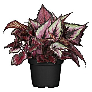 Piardino Blattbegonie (Begonia Rex, Topfgröße: 13 cm, Grün/Mehrfarbig gemustert)