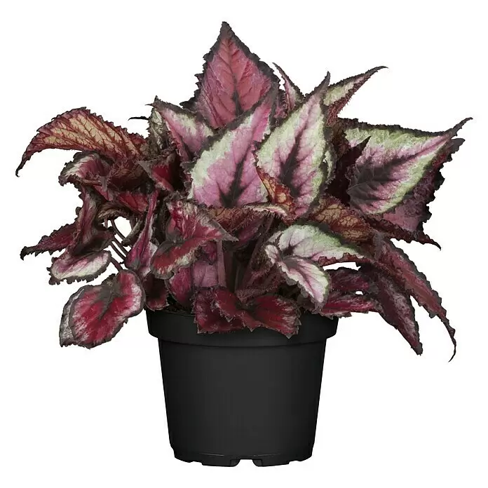 Piardino Blattbegonie - Begonia Rex, Topfgröße: 13 cm, Grün/Mehrfarbig gemustert - Vorderansicht