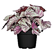 Blattbegonie (Begonia Rex, Topfgröße: 13 cm, Mehrfarbig gemustert)