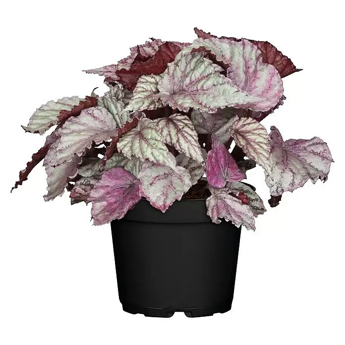 Piardino Blattbegonie - Begonia Rex, Topfgröße: 13 cm, Grün/Mehrfarbig gemustert - Vorderansicht