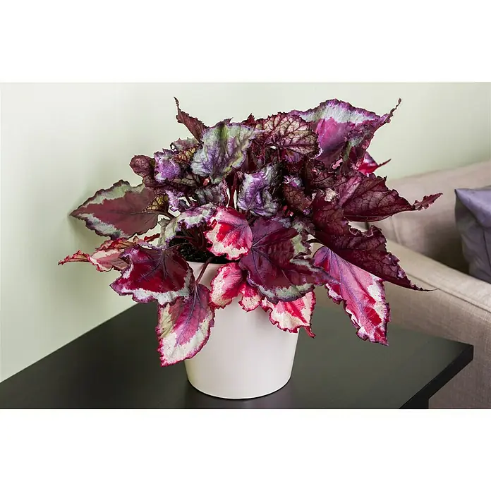 Piardino Blattbegonie - Begonia Rex, Topfgröße: 13 cm, Grün/Mehrfarbig gemustert - Das Foto zeigt eine Rex-Begonie in einem weißen Topf auf einem schwarzen Tisch, bekannt für ihre dekorativen Blätter in Rot-, Grün- und Silberfarben.